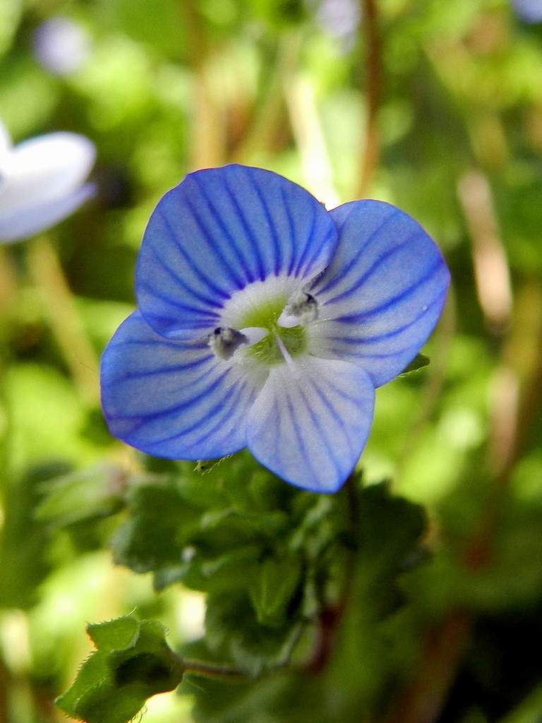 Veronica persica